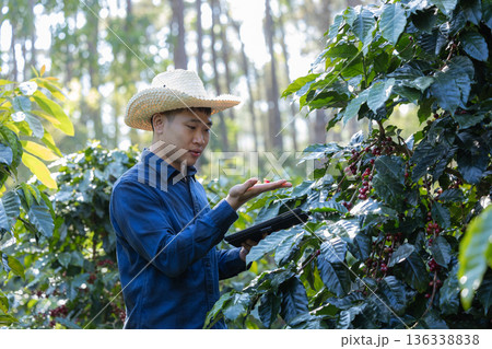 Farmer inspect and picking coffee beans on the coffee tree 136338838
