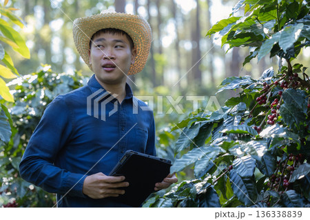 Farmer inspect and picking coffee beans on the coffee tree 136338839