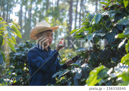 Farmer inspect and picking coffee beans on the coffee tree 136338840