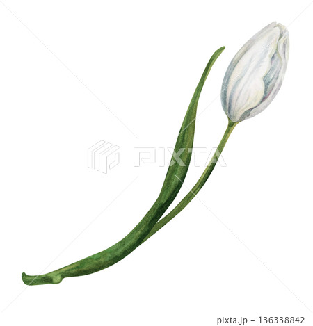 Elegant watercolor white tulip with green leaves hand-drawn in a botanical style. Fresh spring flowers for wedding, birthday, Valentines, Mother's day, invitation, greeting cards, summer, spring decor 136338842