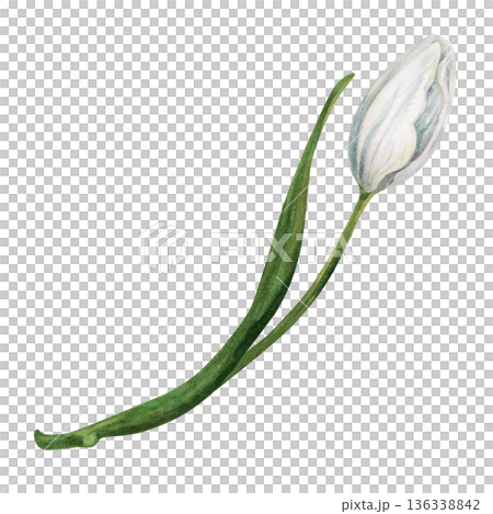 Elegant watercolor white tulip with green leaves hand-drawn in a botanical style. Fresh spring flowers for wedding, birthday, Valentines, Mother's day, invitation, greeting cards, summer, spring decor 136338842