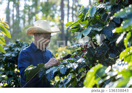 Farmer inspect and picking coffee beans on the coffee tree 136338843