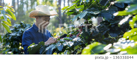 Farmer inspect and picking coffee beans on the coffee tree Farmer inspect and picking coffee beans on the coffee tree 136338844