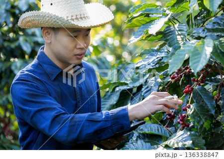 Farmer inspect and picking coffee beans on the coffee tree 136338847