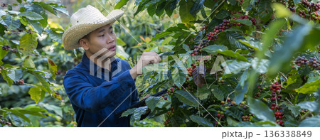 Farmer inspect and picking coffee beans on the coffee tree 136338849