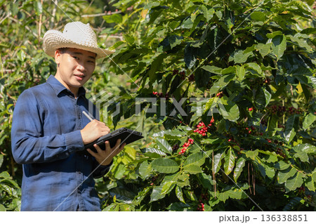 Farmer inspect and picking coffee beans on the coffee tree 136338851