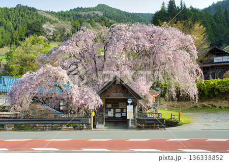 【東京都】人里バス停のしだれ桜 【東京都】人里バス停のしだれ桜 136338852