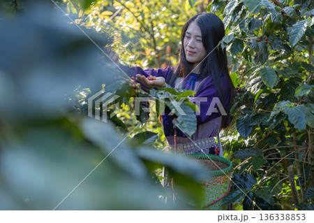 Farmer inspect and picking coffee beans on the coffee tree Farmer inspect and picking coffee beans on the coffee tree 136338853