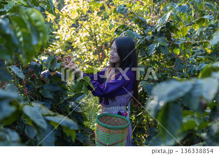 Farmer inspect and picking coffee beans on the coffee tree Farmer inspect and picking coffee beans on the coffee tree 136338854