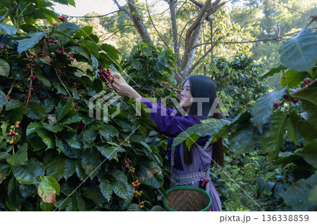 Farmer inspect and picking coffee beans on the coffee tree 136338859