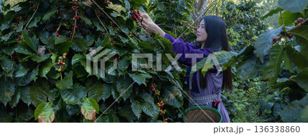 Farmer inspect and picking coffee beans on the coffee tree 136338860