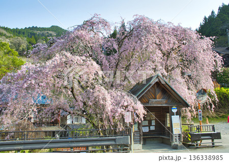 【東京都】人里バス停のしだれ桜 【東京都】人里バス停のしだれ桜 136338985