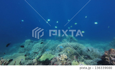 Coral reef and fish in tropical sea 136339080