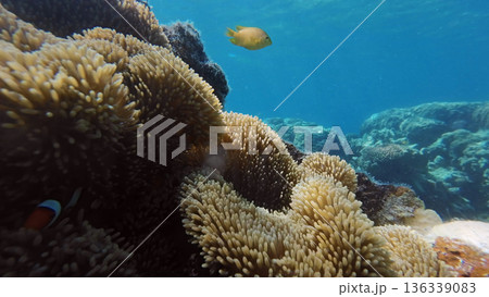 Coral reef and fish in tropical sea Coral reef and fish in tropical sea 136339083