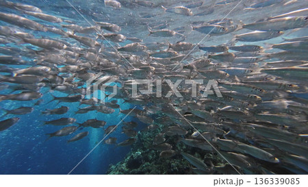 Underwater view of shoal sardine fish in sea Underwater view of shoal sardine fish in sea 136339085