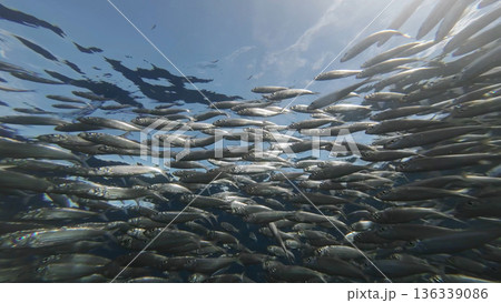 Underwater view of shoal sardine fish in sea Underwater view of shoal sardine fish in sea 136339086