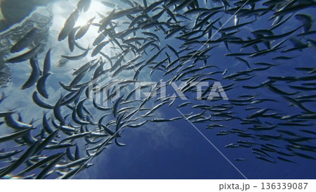 Underwater view of shoal sardine fish in sea Underwater view of shoal sardine fish in sea 136339087