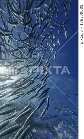 Underwater view of shoal sardine fish in sea 136339088