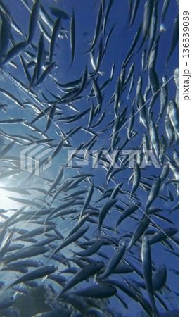 Underwater view of shoal sardine fish in sea 136339089
