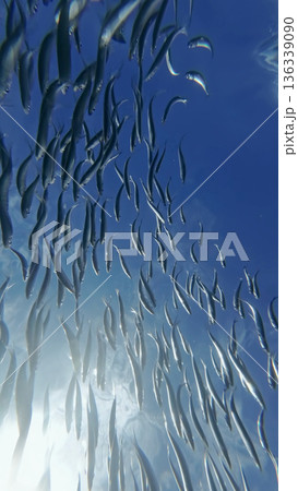 Underwater view of shoal sardine fish in sea Underwater view of shoal sardine fish in sea 136339090