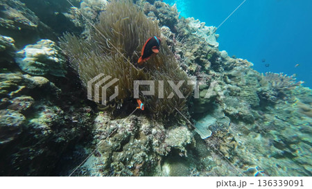Coral reef and Clown fish in tropical sea 136339091