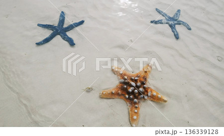 Starfish under water on sand beach 136339128