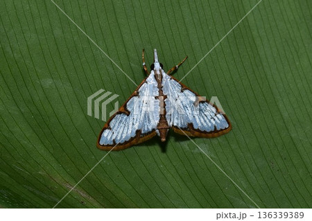 Closeup of a beauttiful Moth in nature, Thailand. Closeup of a beauttiful Moth in nature, Thailand. 136339389