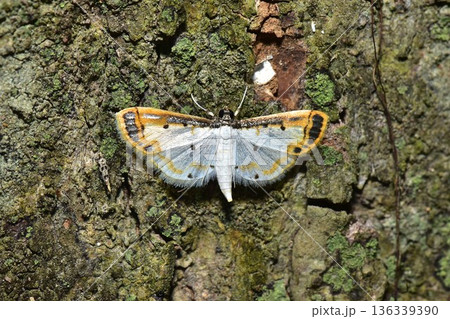 Closeup of a beauttiful Moth in nature, Thailand. Closeup of a beauttiful Moth in nature, Thailand. 136339390