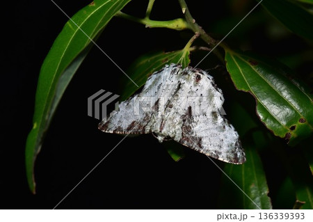 Closeup of a beauttiful Moth in nature, Thailand. 136339393