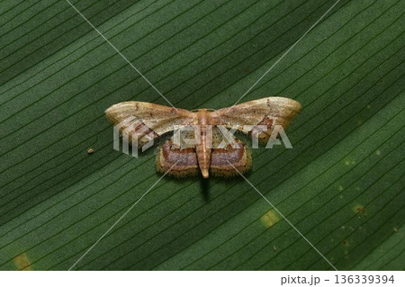 Closeup of a beauttiful Moth in nature, Thailand. 136339394