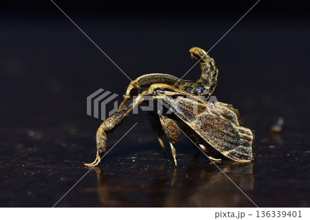 Closeup of a beauttiful Moth in nature, Thailand. Closeup of a beauttiful Moth in nature, Thailand. 136339401