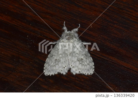 Closeup of a beauttiful Moth in nature, Thailand. Closeup of a beauttiful Moth in nature, Thailand. 136339420