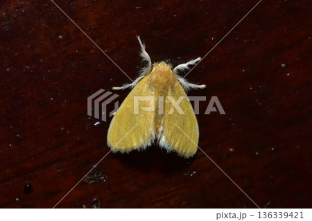 Closeup of a beauttiful Moth in nature, Thailand. 136339421