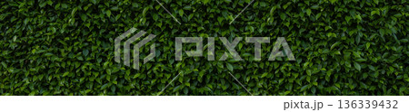 Herb wall, plant wall, natural green wallpaper and background. 136339432