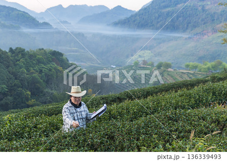 Farmer inspects tea fields. Smart farming and digital farming in Green tea industry. Farmer inspects tea fields. Smart farming and digital farming in Green tea industry. 136339493
