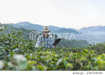 Farmer inspects tea fields. Smart farming and digital farming in Green tea industry. 136339504