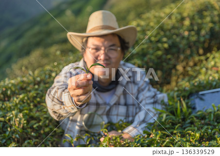 Farmer inspects tea fields. Smart farming and digital farming in Green tea industry. Farmer inspects tea fields. Smart farming and digital farming in Green tea industry. 136339529