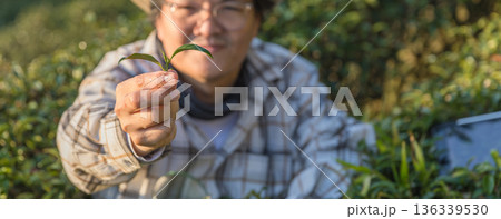 Farmer inspects tea fields. Smart farming and digital farming in Green tea industry. 136339530