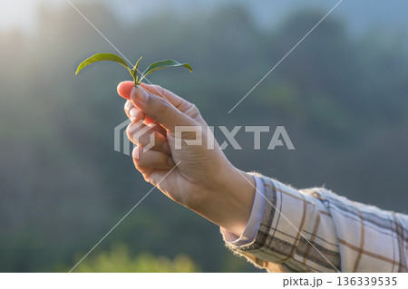 Farmer inspects tea fields. Smart farming and digital farming in Green tea industry. Farmer inspects tea fields. Smart farming and digital farming in Green tea industry. 136339535