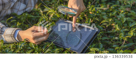Farmer inspects tea fields. Smart farming and digital farming in Green tea industry. 136339538