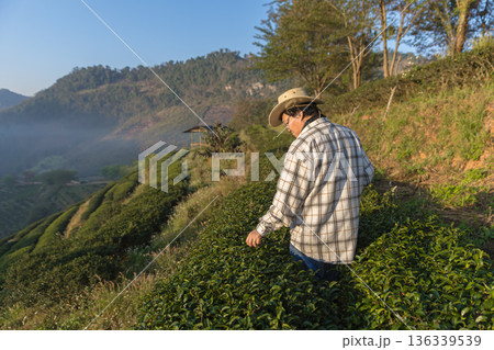 Farmer inspects tea fields. Smart farming and digital farming in Green tea industry. 136339539