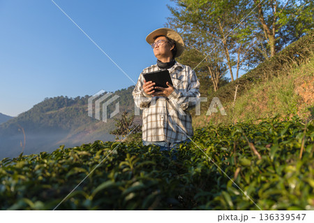 Farmer inspects tea fields. Smart farming and digital farming in Green tea industry. Farmer inspects tea fields. Smart farming and digital farming in Green tea industry. 136339547