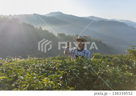 Farmer inspects tea fields. Smart farming and digital farming in Green tea industry. Farmer inspects tea fields. Smart farming and digital farming in Green tea industry. 136339552