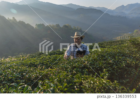 Farmer inspects tea fields. Smart farming and digital farming in Green tea industry. Farmer inspects tea fields. Smart farming and digital farming in Green tea industry. 136339553