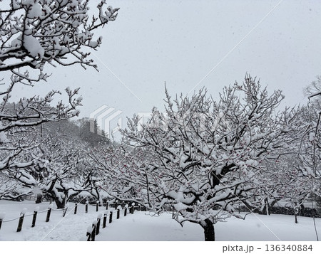 ≪平塚市総合公園≫雪の風景 ≪平塚市総合公園≫雪の風景 136340884