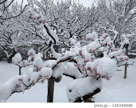 ≪平塚市総合公園≫雪の風景 136340886