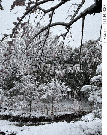 ≪平塚市総合公園≫雪の風景 ≪平塚市総合公園≫雪の風景 136340887