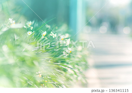 道端に咲くスイセンの花 道端に咲くスイセンの花 136341115