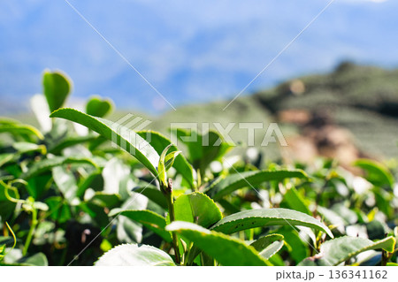 ティー 紅茶 茶 136341162