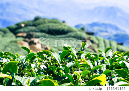 ティー 紅茶 茶 136341163